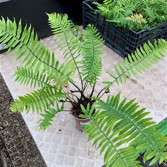 Dryopteris atrata Dryopteris atrata