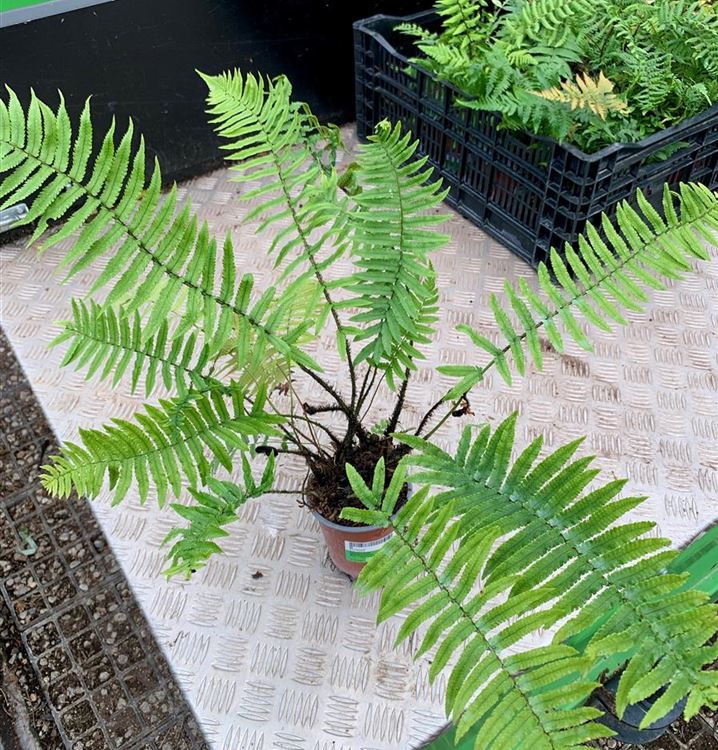 Elefantenrüsselfarn Elefantenrüsselfarn