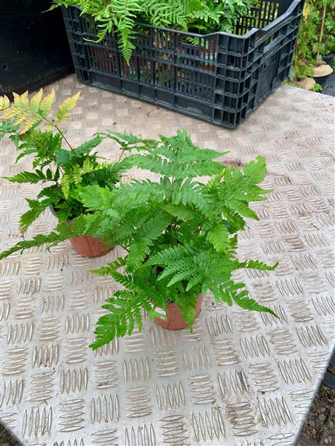 Dryopteris erythrosora, Rotschleierfarn - Gartenpflanzen Daepp
