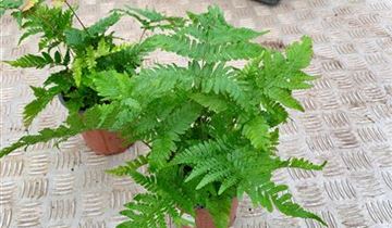 Zum VergrĂ¶ĂŸern klicken Bildvorschau