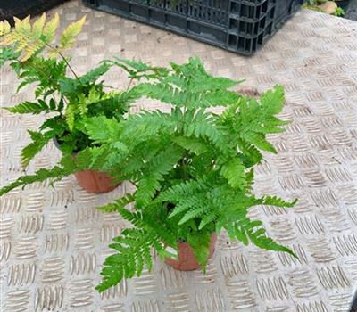 Dryopteris erythrosora Dryopteris erythrosora