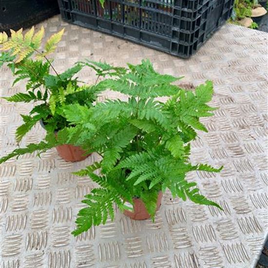 Dryopteris erythrosora Dryopteris erythrosora