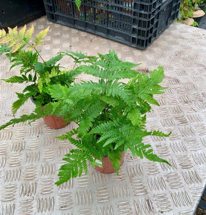 Rotschleierfarn Rotschleierfarn