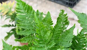 Zum VergrĂ¶ĂŸern klicken Bildvorschau