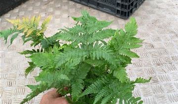 Zum VergrĂ¶ĂŸern klicken Bildvorschau