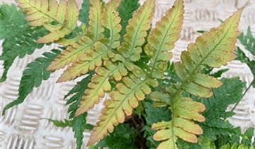 Zum VergrĂ¶ĂŸern klicken Bildvorschau