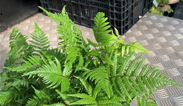 Zum VergrĂ¶ĂŸern klicken Bildvorschau