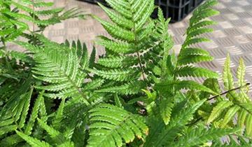 Zum VergrĂ¶ĂŸern klicken Bildvorschau