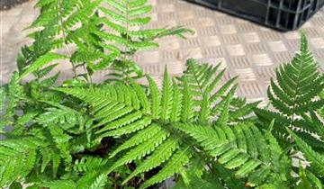 Zum VergrĂ¶ĂŸern klicken Bildvorschau