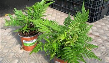 Zum VergrĂ¶ĂŸern klicken Bildvorschau