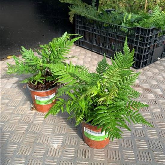 Dryopteris lepidopoda Dryopteris lepidopoda