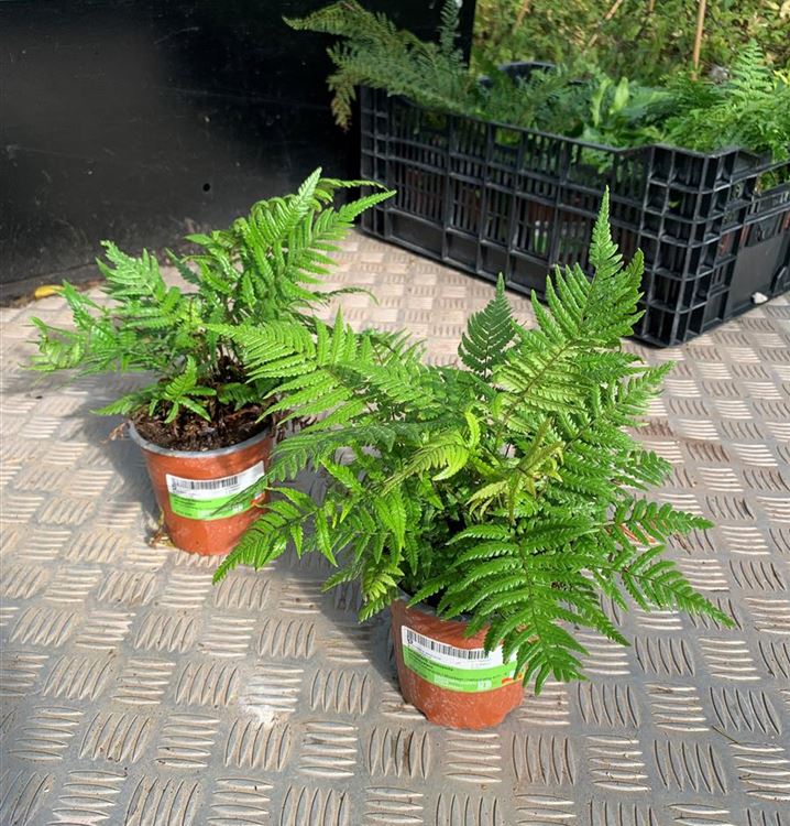 Himalayafarn Himalayafarn