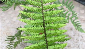 Zum VergrĂ¶ĂŸern klicken Bildvorschau