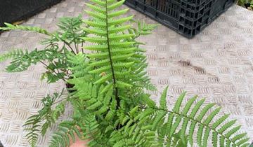 Zum VergrĂ¶ĂŸern klicken Bildvorschau