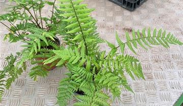 Zum VergrĂ¶ĂŸern klicken Bildvorschau