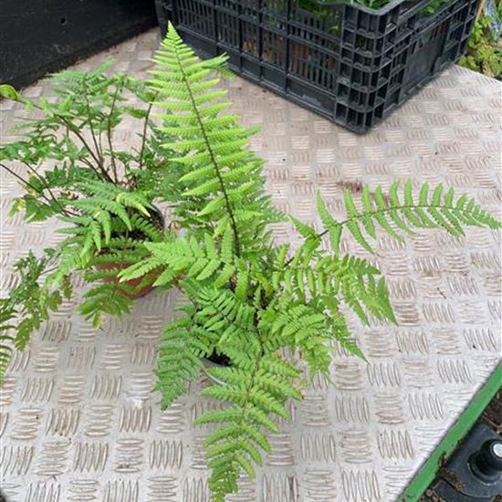 Dryopteris wallichiana Dryopteris wallichiana