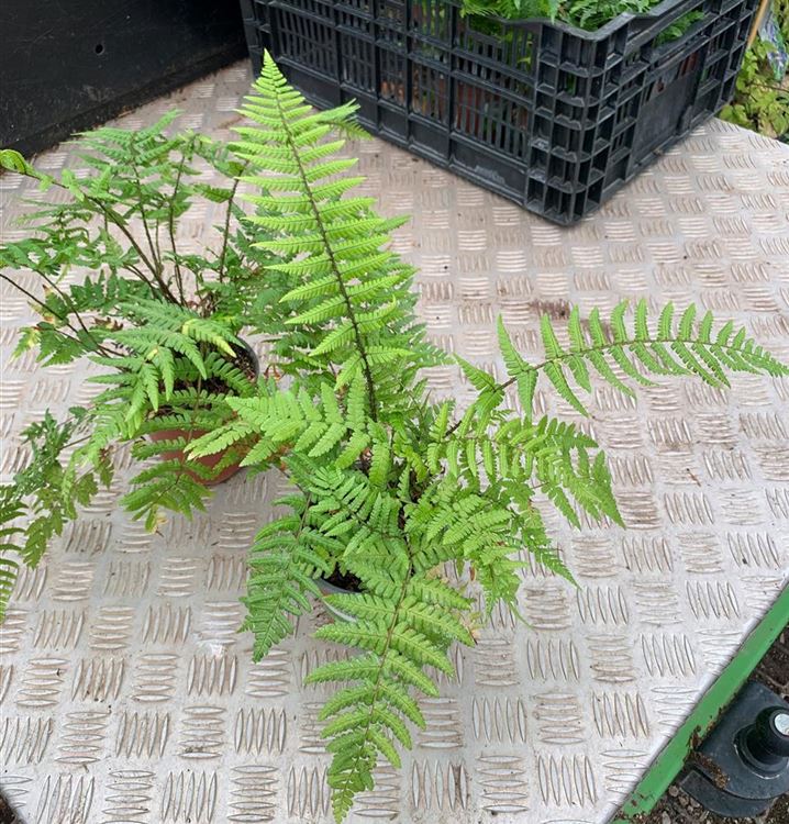 Nepal-Schwarzschuppenfarn Nepal-Schwarzschuppenfarn