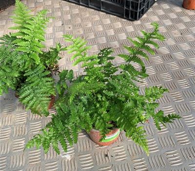Dryopteris filix-mas