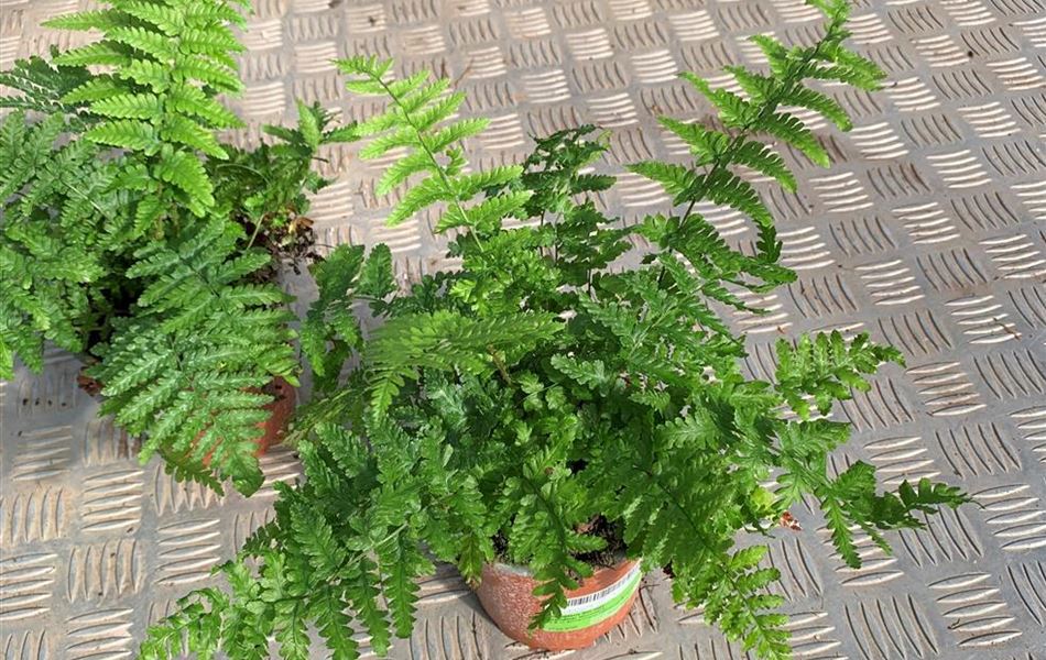 Dryopteris filix-mas