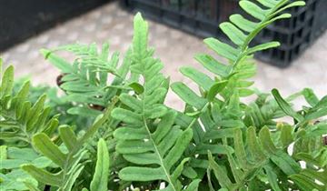 Zum Vergrößern klicken Bildvorschau