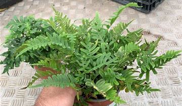 Zum Vergrößern klicken Bildvorschau