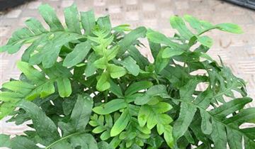 Zum Vergrößern klicken Bildvorschau