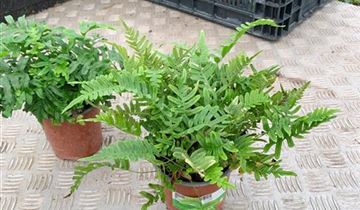 Zum Vergrößern klicken Bildvorschau