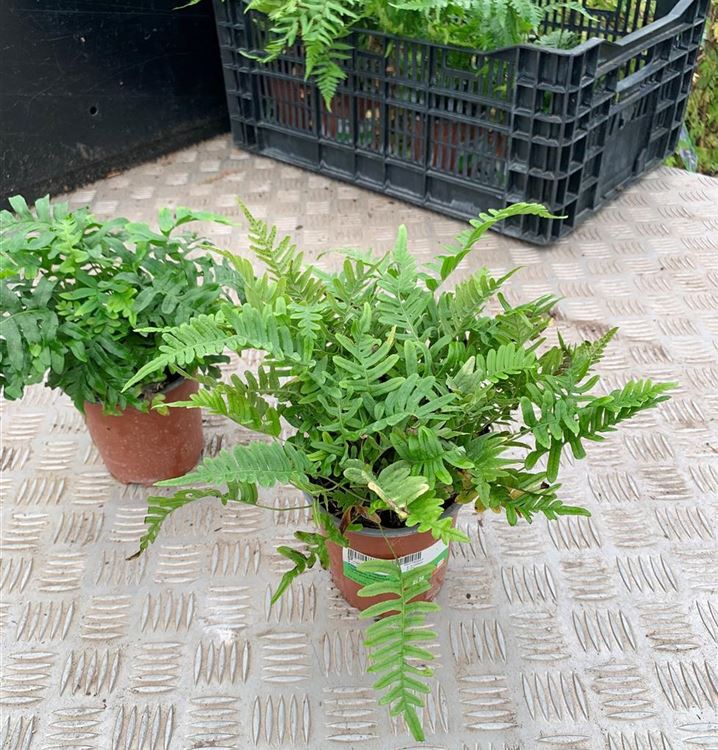 Tüpfelfarn, Engelsüss Tüpfelfarn, Engelsüss