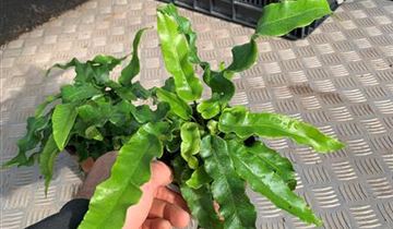 Zum Vergrößern klicken Bildvorschau