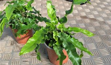 Zum Vergrößern klicken Bildvorschau