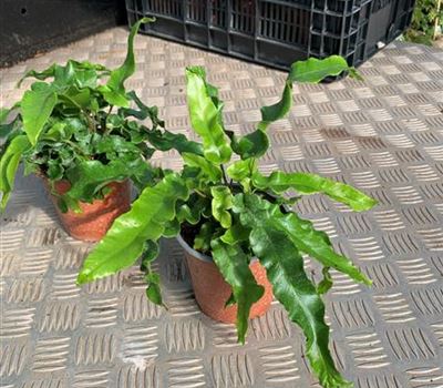 Asplenium scolopendrium Asplenium scolopendrium