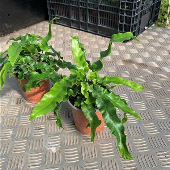 Asplenium scolopendrium Asplenium scolopendrium