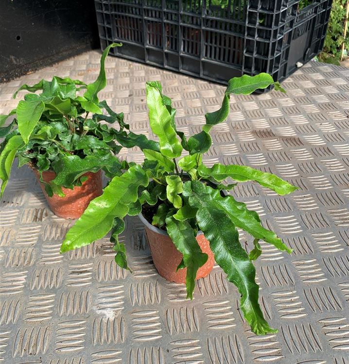 Hirschzunge Hirschzunge