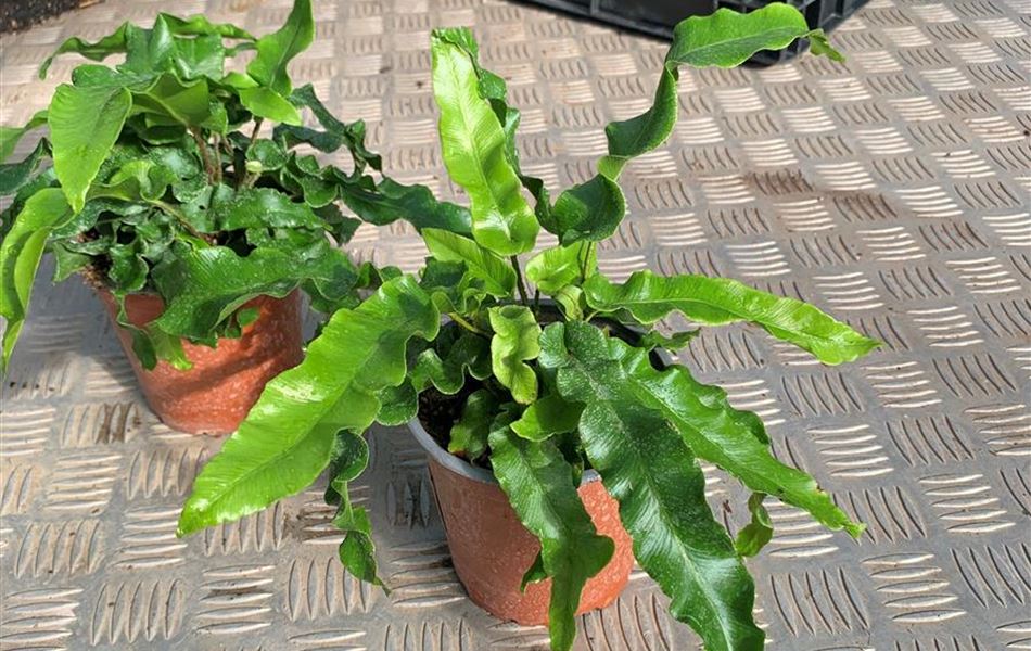 Asplenium scolopendrium Asplenium scolopendrium