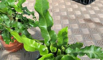 Zum Vergrößern klicken Bildvorschau