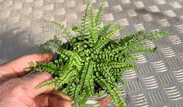 Zum Vergrößern klicken Bildvorschau