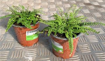 Zum Vergrößern klicken Bildvorschau