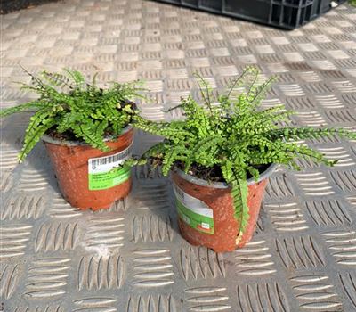 Asplenium trichomanes Asplenium trichomanes