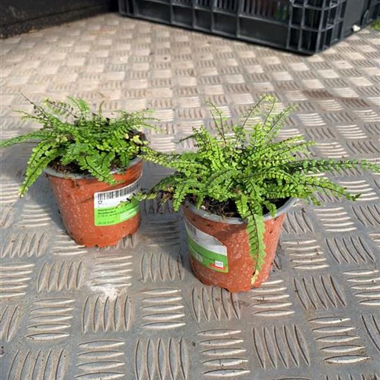 Asplenium trichomanes