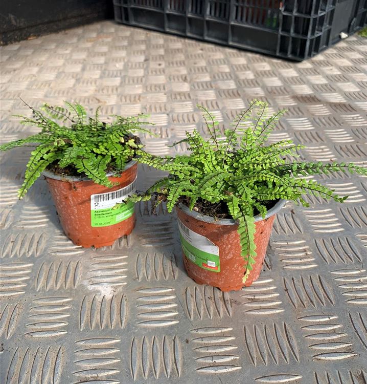 Streifenfarn Streifenfarn