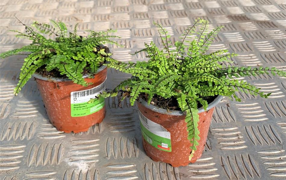 Asplenium trichomanes Asplenium trichomanes