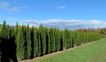 Zum Vergrößern klicken Bildvorschau