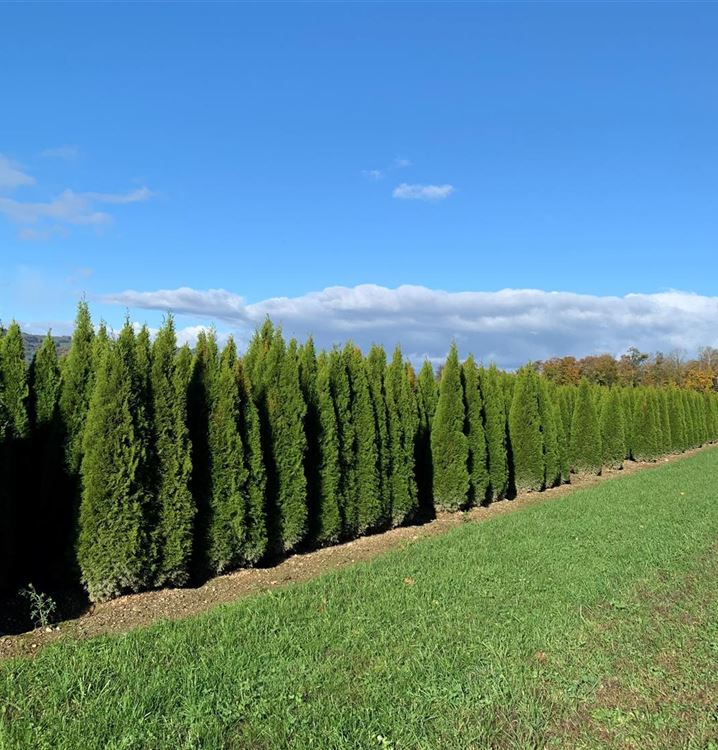 Thuja, Lebensbaum Thuja, Lebensbaum