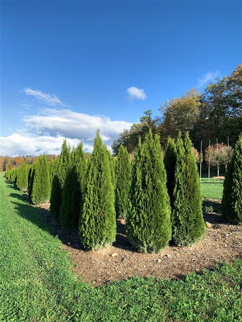 Thuja occidentalis 'Smaragd', Thuja, Lebensbaum - Gartenpflanzen Daepp