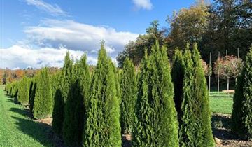 Zum Vergrößern klicken Bildvorschau