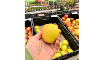 Gartenpflanzen Daepp Gartenpflanzen Daepp