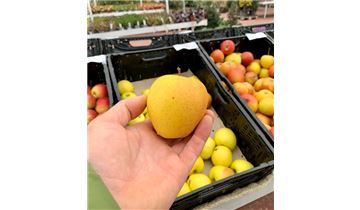 Gartenpflanzen Daepp Gartenpflanzen Daepp