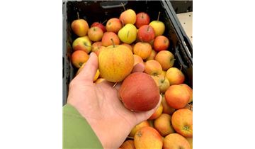 Gartenpflanzen Daepp