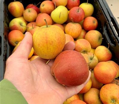 Malus domestica 'Rubinette' Malus domestica 'Rubinette'