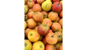 Gartenpflanzen Daepp Gartenpflanzen Daepp